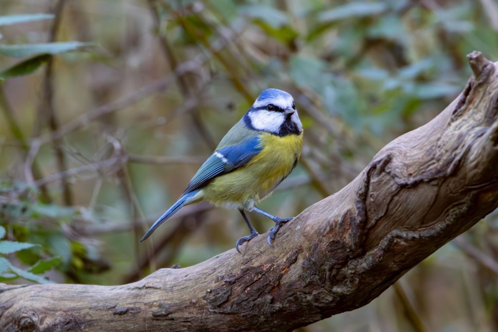 Eurasian Blue Tit (Cyanistes caeruleus) Perched